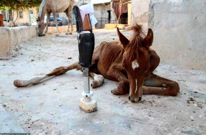 Жеребенку, потерявшй ногу во время взрыва в Сирии, получил протез