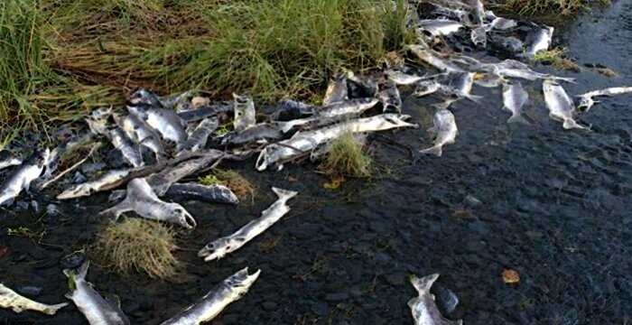 «Ученые бьют тревогу»: на Аляске из-за аномальной жары вымер весь лосось