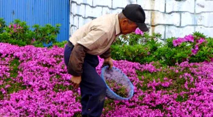 «Запах любви»: муж потратил 10 лет, высаживая цветы для ослепшей жены