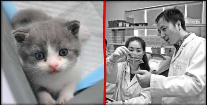 В Китае открылся сервис по клонированию домашних кошечек