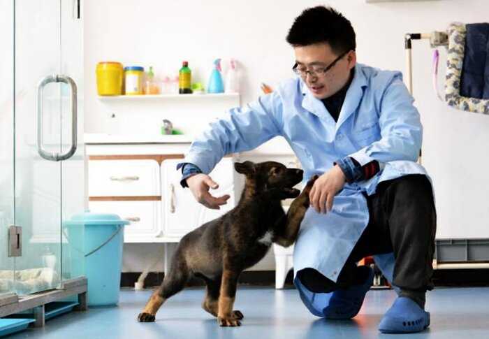 В Китае открылся сервис по клонированию домашних кошечек