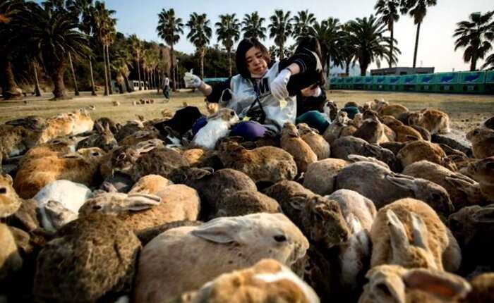 «Загадка дня»: почему в Австралии так много кроликов?