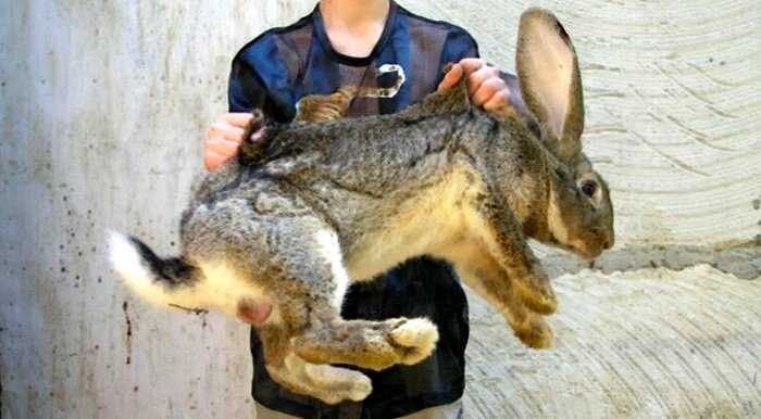 «Загадка дня»: почему в Австралии так много кроликов?