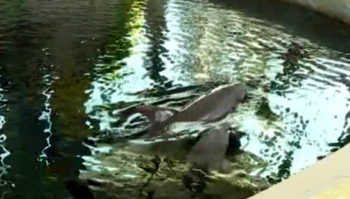 В Болгарии дельфиненок умер прямо во время шоу от переутомления