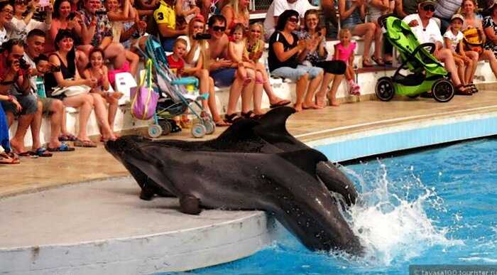 В Болгарии дельфиненок умер прямо во время шоу от переутомления