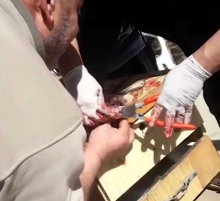 Зоопарк подрезал ногти львенку, чтобы клиенты могли с ним играться