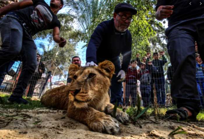 Зоопарк подрезал ногти львенку, чтобы клиенты могли с ним играться