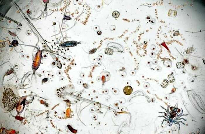 «Параллельный мир»: 30 магических кадров, сделанных под микроскопом