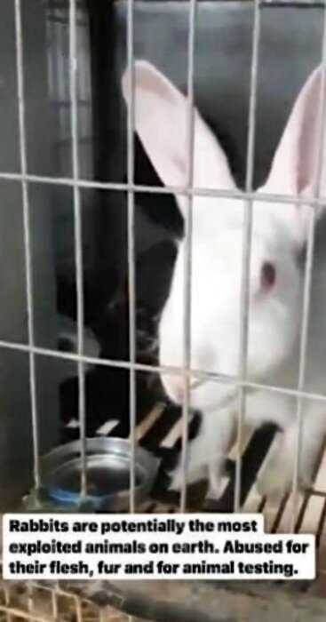 Дикая веганка угробила более ста крольчат, спасая 16 кроликов