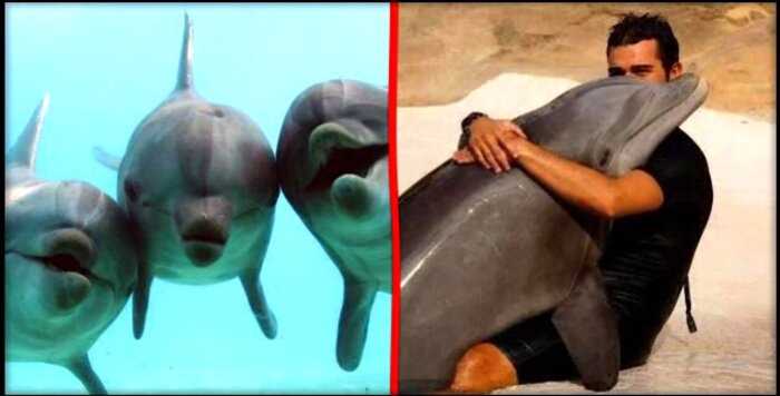 Индия стала первой страной, признавшей дельфинов личностями
