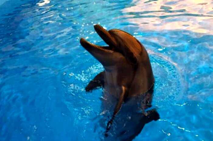 Индия стала первой страной, признавшей дельфинов личностями