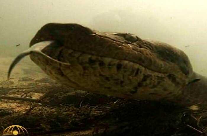В Бразилии дайверы обнаружил на дне реки 7-метровую древнюю огромную анаконду