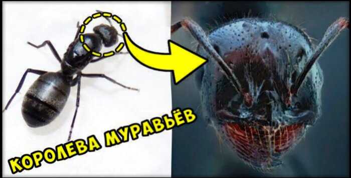 «Мутанты и чудовища»: вот как выглядят привычные насекомые вблизи