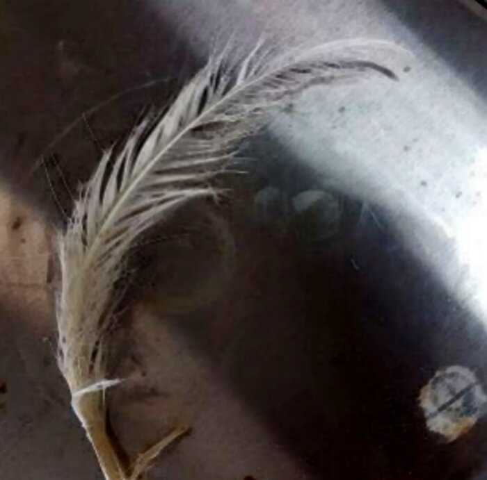 «Кудах-фастфуд»: в США компания начала выпускать наггетсы из куриных перьев