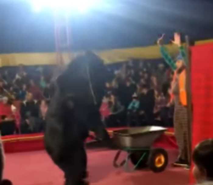 В Карелии цирковой медведь напал на дрессировщика на глазах у зрителей