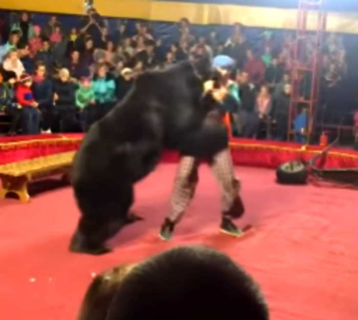 В Карелии цирковой медведь напал на дрессировщика на глазах у зрителей
