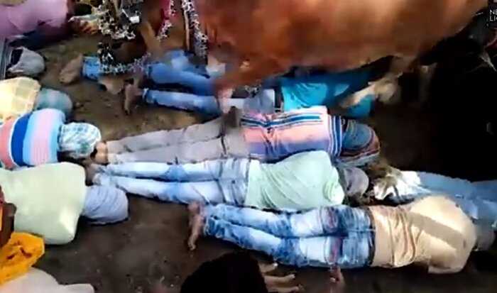 «Странный ритуал»: жители Индии лежат на земле, позволяя коровам топтать их