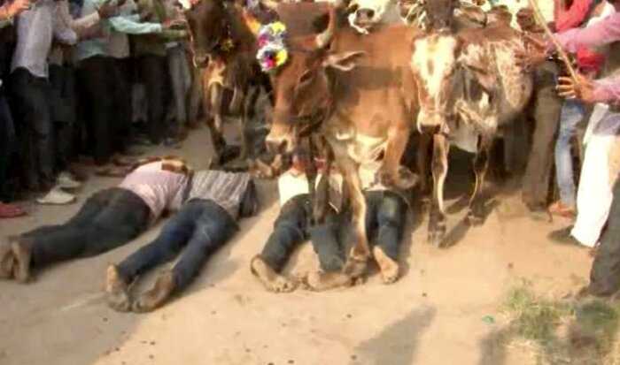«Странный ритуал»: жители Индии лежат на земле, позволяя коровам топтать их