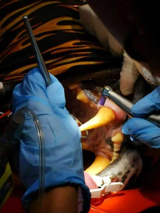 Немецкие стоматологи поставили тигрице золотой клык, чтобы та не мучалась