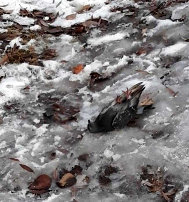 «Странное происшествие»: в Карельском городе сотни птиц замертво попадали в снег