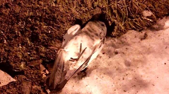 «Странное происшествие»: в Карельском городе сотни птиц замертво попадали в снег