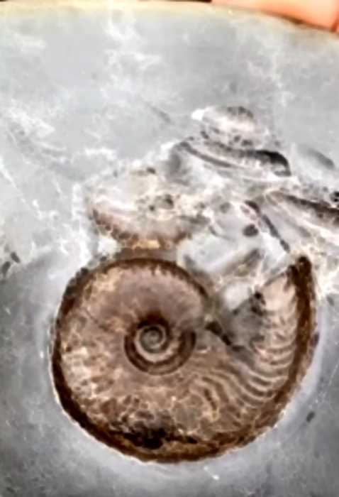 Палеонтолог-любитель нашел редкий золотой шар с существом внутри