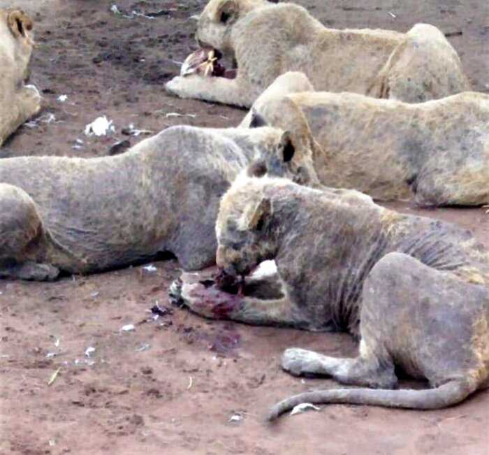 В заброшенном питомнике ЮАР нашли 108 львов — они умирают от голода