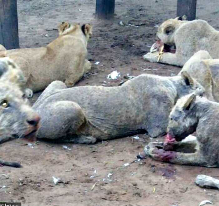 В заброшенном питомнике ЮАР нашли 108 львов — они умирают от голода