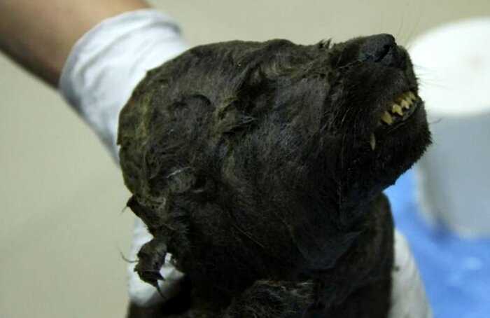 В Сибири найдена идеально сохранившаяся мумия животного, которому 5000 лет