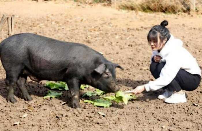 За красавицу китаянку дают приданое в 300 свиней! Но есть одно условие