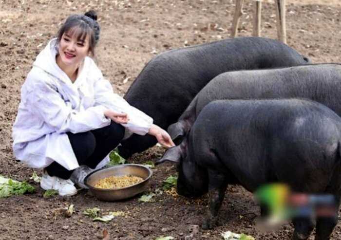 За красавицу китаянку дают приданое в 300 свиней! Но есть одно условие