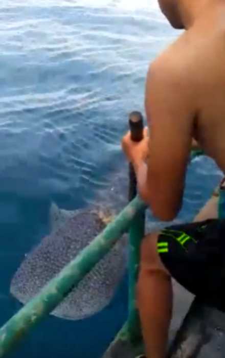 «Полное отчаяние»: китовая акула приплыла к рыбакам за помощью