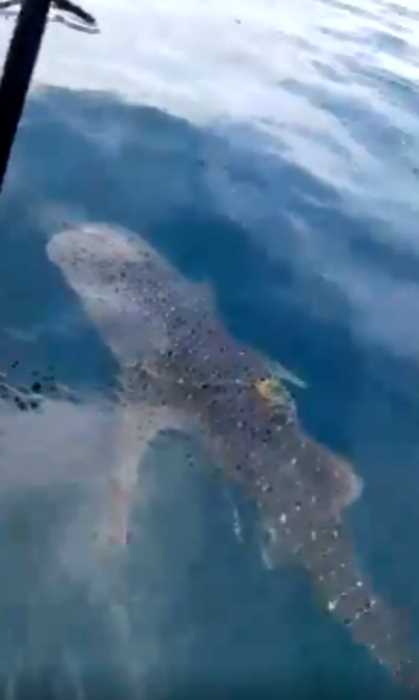 «Полное отчаяние»: китовая акула приплыла к рыбакам за помощью