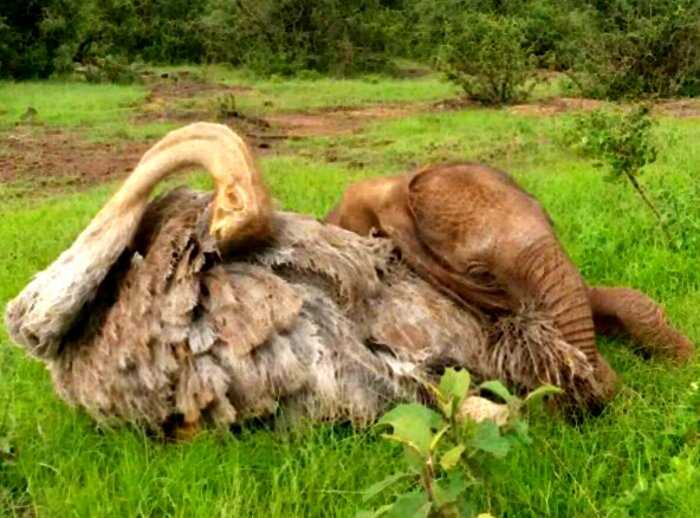 Слон-сирота, потерявший маму, каждый день обнимает страуса