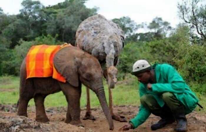 Слон-сирота, потерявший маму, каждый день обнимает страуса