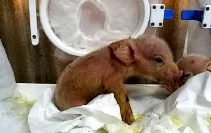 В Китае родился первый в мире гибрид обезьяны и свиньи