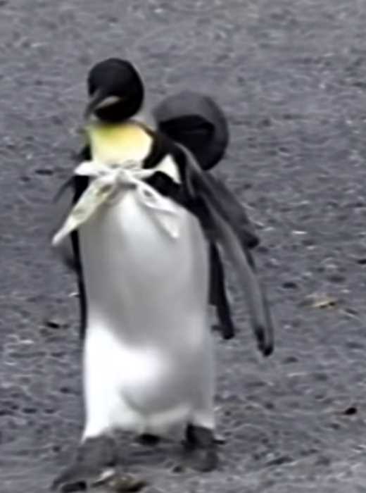 В 90-х годах в японской семье жил пингвин-слуга, ходивший на рынок за продуктами