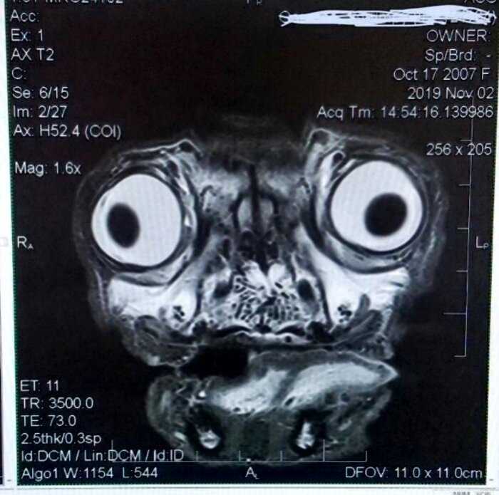 В сети показали, как выглядит томография головы мопса, и это точно инопланетянин!