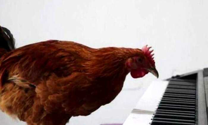 Китаец за два месясца научил обычную курицу играть на пианино