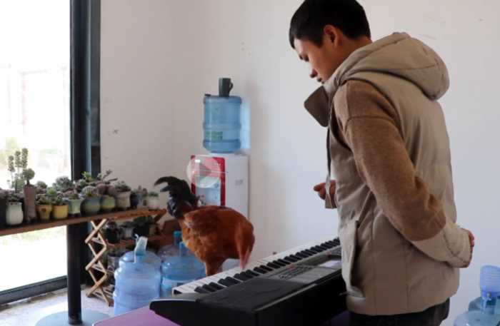 Китаец за два месясца научил обычную курицу играть на пианино