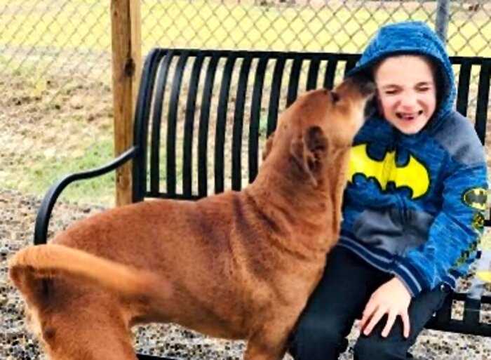 7-летнего мальчика, спасшего 1300 собак, признали «ребёнком года»