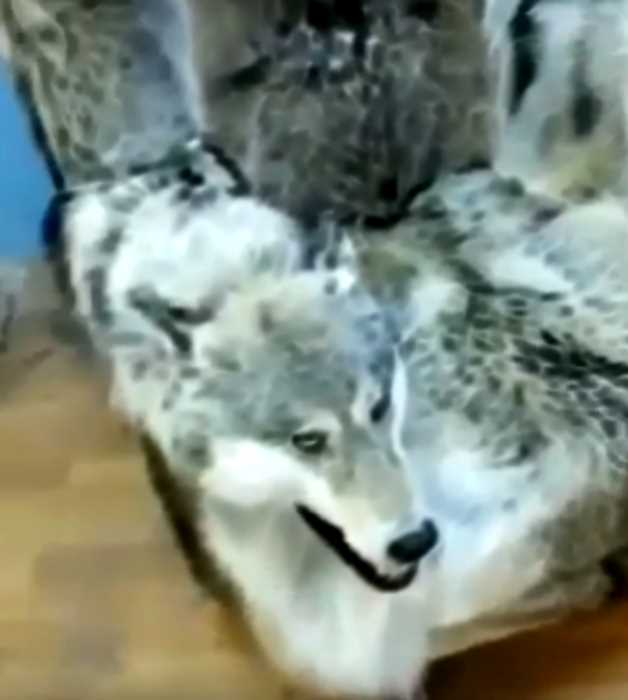 «Волчья» мебель из Дагестана шокировала жителей соц-сетей