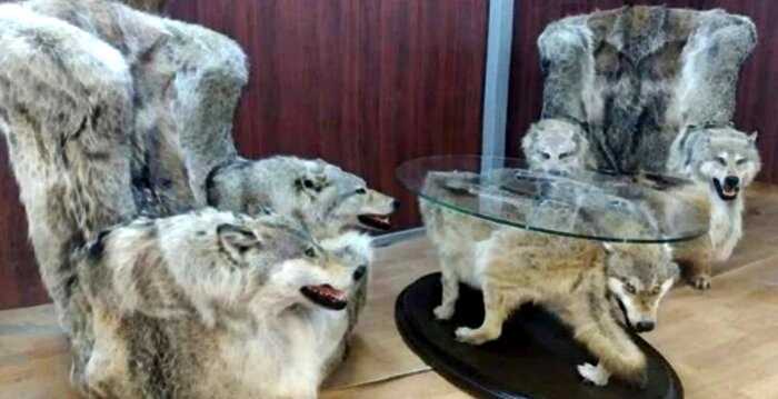 «Волчья» мебель из Дагестана шокировала жителей соц-сетей