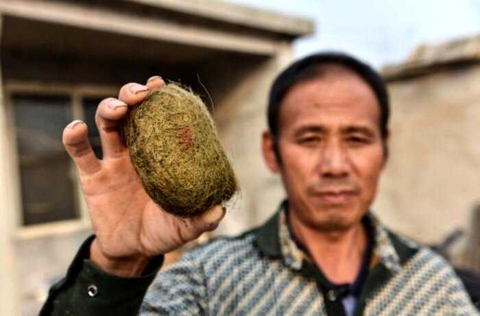 Китайский фермер нашел в желчном пузыре свиньи настоящее сокровище