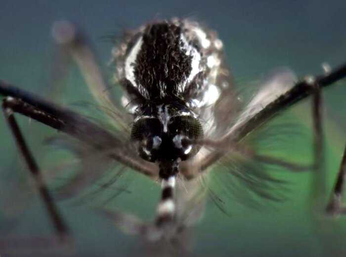 «Пахучий Джо»: ученые заинтересовались жителем Уганды, чьи газы убивают комаров