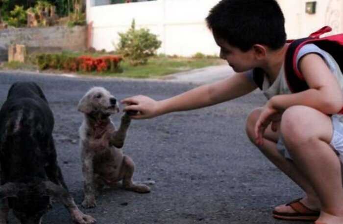 Филиппинский мальчик тратил все свои деньги на еду для бездомных собак