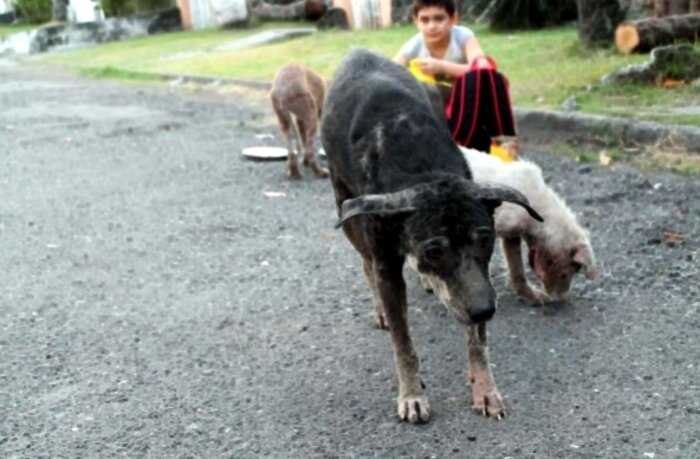 Филиппинский мальчик тратил все свои деньги на еду для бездомных собак