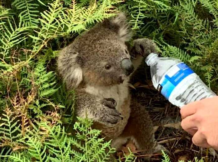 Люди Австралии сплотились и вместе спасают коал от огненной стихии
