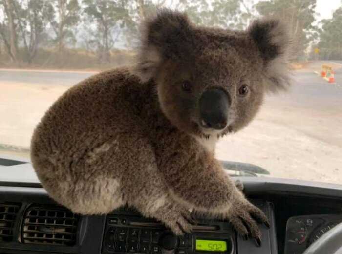 Люди Австралии сплотились и вместе спасают коал от огненной стихии