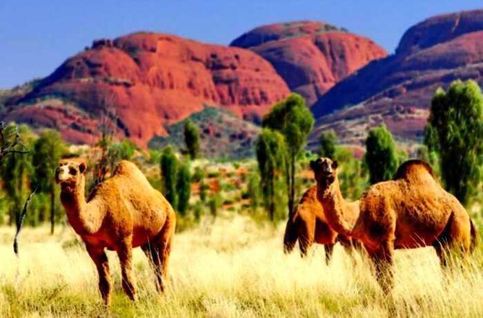 В Австралии будут убивать верблюдов за то, что те пьют слишком много воды